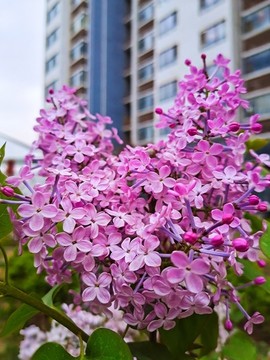 小區(qū)丁香花