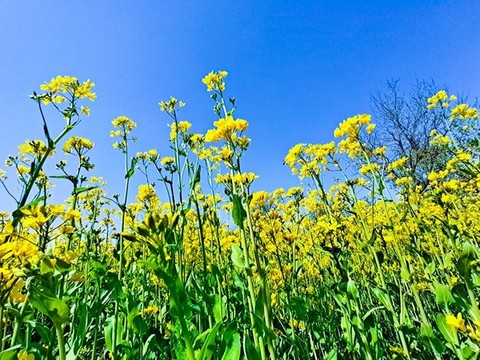 油菜田