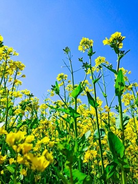 油菜花