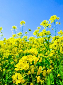 油菜花海