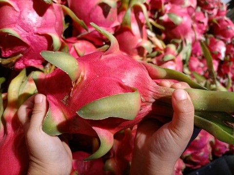 白肉火龍果