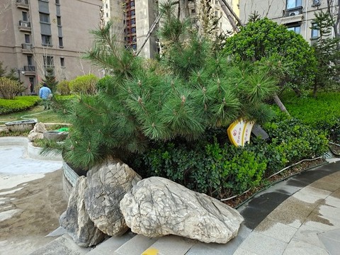小區(qū)松樹(shù)