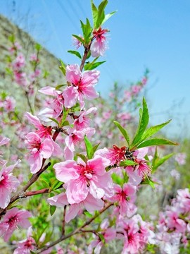 桃花開
