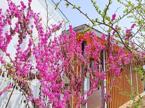 別墅紫荊花