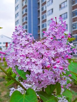 小區(qū)丁香花樹