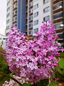 小區(qū)紫色丁香花