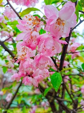 海棠花
