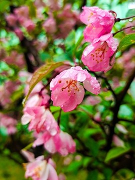 海棠花紅