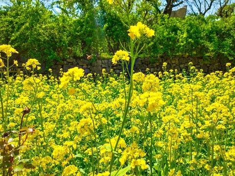 油菜田