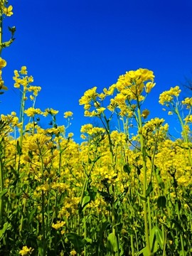 油菜花