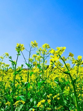 油菜花