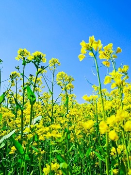 油菜花