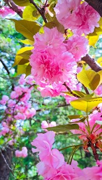 櫻花