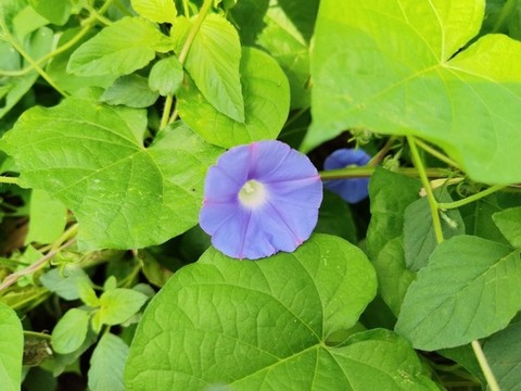 野牽牛花