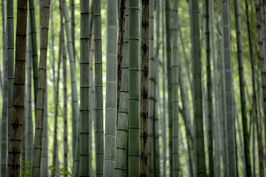 竹子