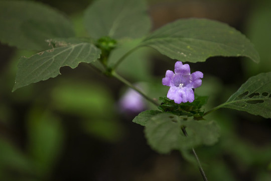 少花馬藍(lán)