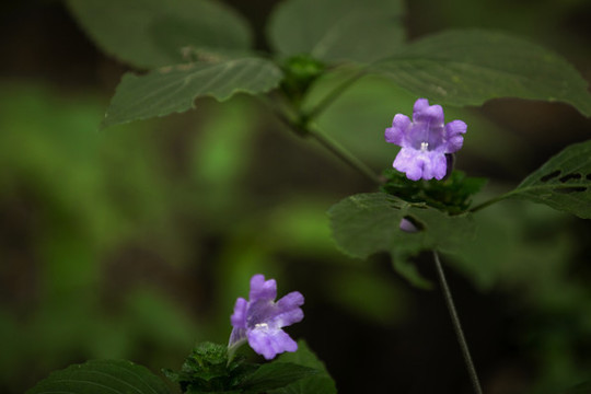 少花馬藍(lán)