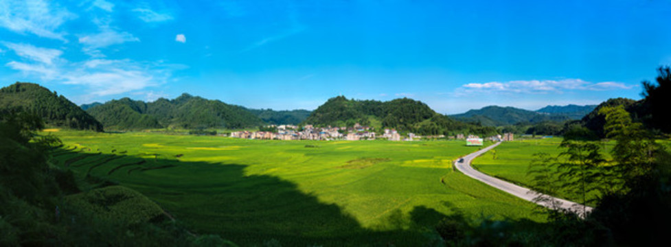 農(nóng)村農(nóng)業(yè)示范基地稻田全景