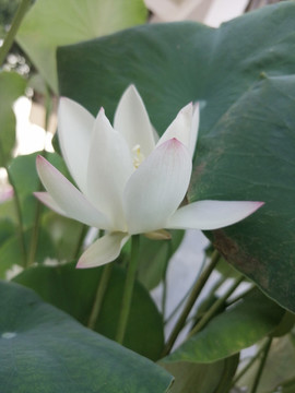 白蓮花