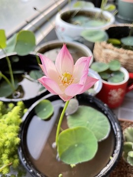 碗蓮