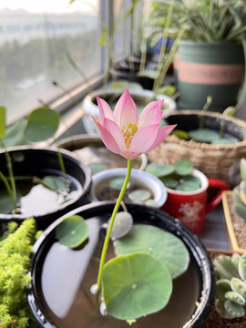 碗蓮