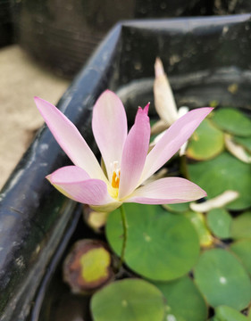 粉色碗蓮