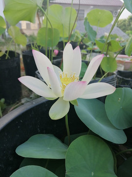 碗蓮