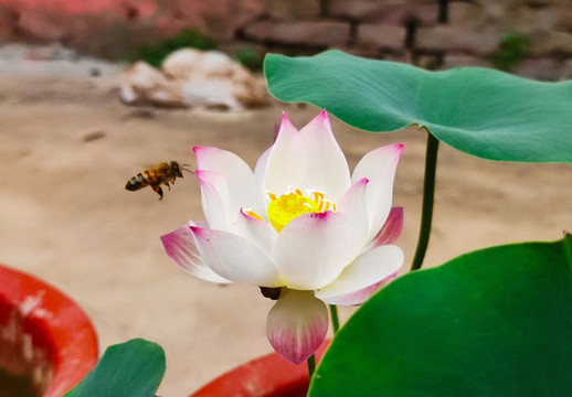 碗蓮與蜜蜂