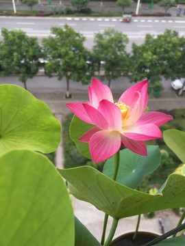 碗蓮