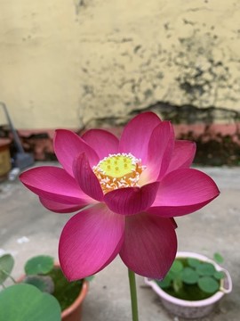 碗蓮