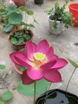 碗蓮