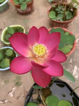 碗蓮