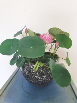 碗蓮