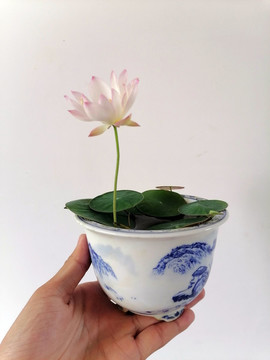 碗蓮