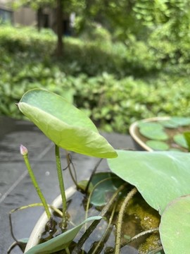 碗蓮火柴頭