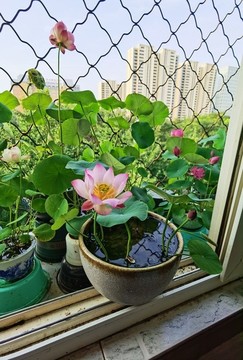 碗蓮