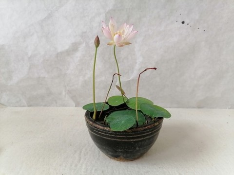 碗蓮