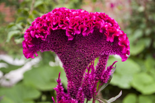 雞冠花