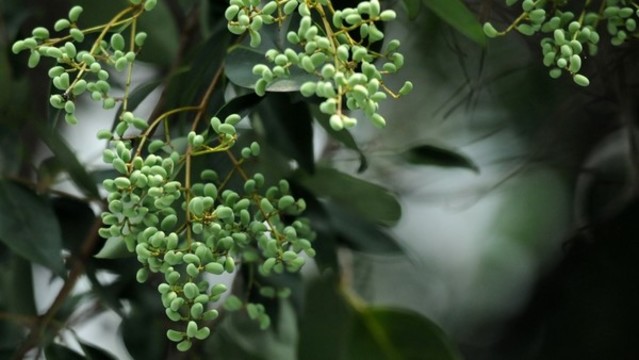 女貞