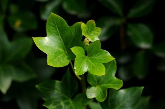 熊掌木