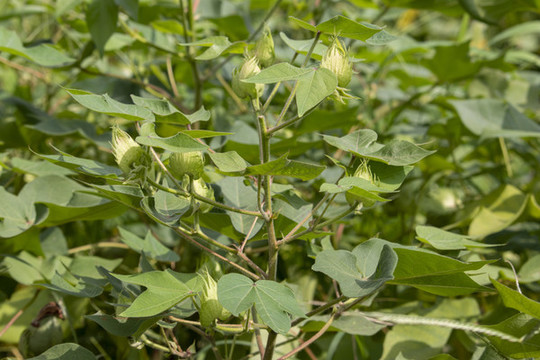 棉花種植