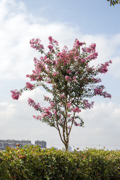 紫薇花