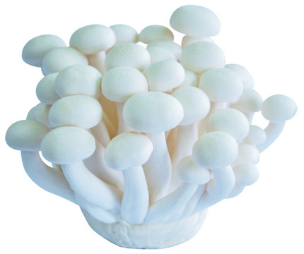 白玉菇蘑菇
