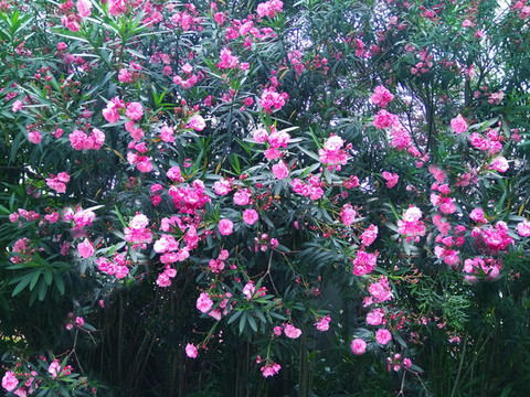 夾竹桃花