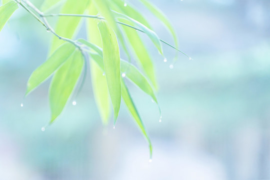 雨后清晨葉尖掛著水珠的竹葉
