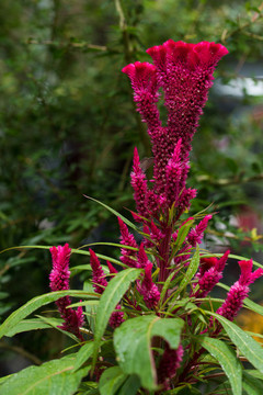 雞冠花
