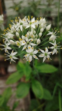 韭菜花