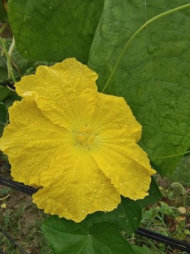 絲瓜花