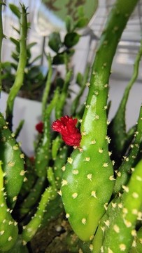 仙人掌花