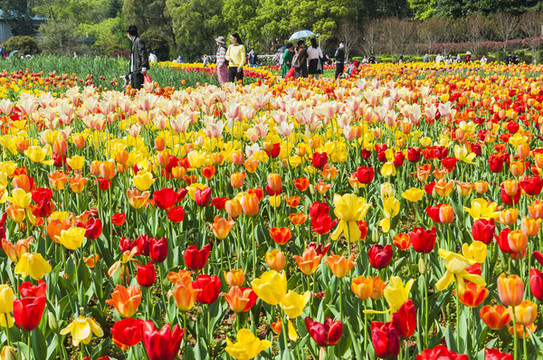 春天植物園盛開的郁金香花